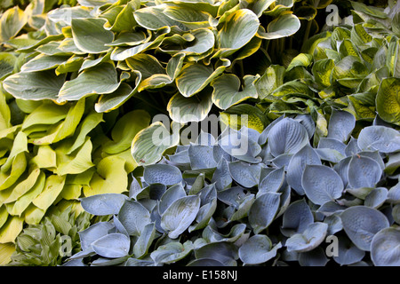 Feuilles de Hosta variées, plante pour les parties ombragées du jardin Banque D'Images