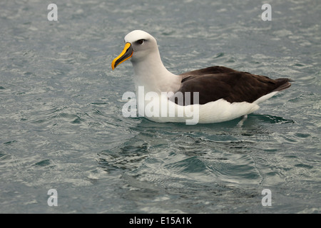 Un Mollymawk de Buller (également appelé l'albatros de Buller) reposant sur l'océan Pacifique. Banque D'Images