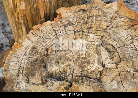 Le bois pétrifié, Blue Mesa Trail, Parc National de la Forêt Pétrifiée, Arizona USA Banque D'Images