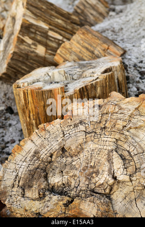 Le bois pétrifié, Blue Mesa Trail, Parc National de la Forêt Pétrifiée, Arizona USA Banque D'Images
