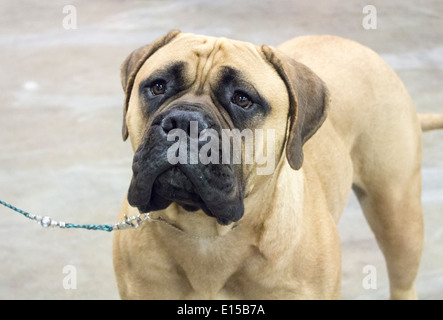 Bull mastiff puppy à la recherche jusqu'à l'appareil photo. Banque D'Images