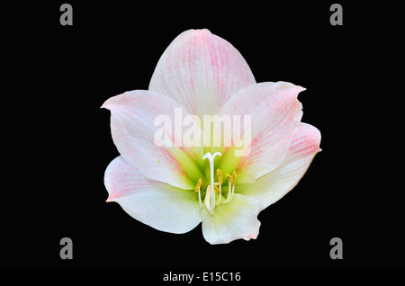 Amaryllis rose isolé sur fond noir Banque D'Images