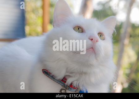 Chat blanc portrait gros plan de nettoyage le bâillement meowing. Arbre généalogique race Angora Turc Banque D'Images