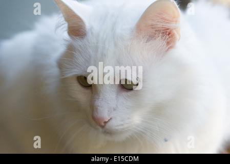 Chat blanc portrait gros plan de nettoyage le bâillement meowing. Arbre généalogique race Angora Turc Banque D'Images