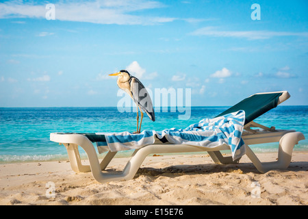 Chiron gris sur un transat sur la plage. Maldives Océan Indien. Banque D'Images