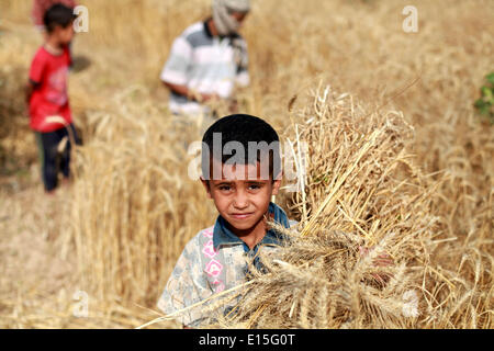 Gaza, Territoires palestiniens. 23 mai, 2014. Un enfant palestinien est titulaire d'une exploitation de blé près de la frontière avec l'est de la ville de Gaza avec Israël, le 22 mai 2014. © Majdi Fathi/NurPhoto ZUMAPRESS.com/Alamy/Live News Banque D'Images