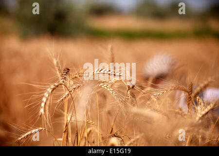 Gaza, Territoires palestiniens. 23 mai, 2014. Les récoltes du blé palestinienne sur une ferme près de la frontière avec l'est de la ville de Gaza avec Israël. © Majdi Fathi/NurPhoto ZUMAPRESS.com/Alamy/Live News Banque D'Images