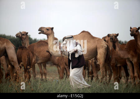 Gaza, Territoires palestiniens. 23 mai, 2014. Homme Bédouins palestiniens autour de le chameau à son ranch près de la frontière avec Israël, à l'est de la ville de Gaza, le 23 mai 2014. © Majdi Fathi/NurPhoto ZUMAPRESS.com/Alamy/Live News Banque D'Images