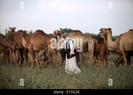 Gaza, Territoires palestiniens. 23 mai, 2014. Homme Bédouins palestiniens autour de le chameau à son ranch près de la frontière avec Israël, à l'est de la ville de Gaza, le 23 mai 2014. © Majdi Fathi/NurPhoto ZUMAPRESS.com/Alamy/Live News Banque D'Images