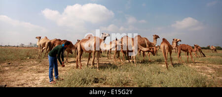 Gaza, Territoires palestiniens. 23 mai, 2014. Homme Bédouins palestiniens autour de le chameau à son ranch près de la frontière avec Israël, à l'est de la ville de Gaza, le 23 mai 2014. © Majdi Fathi/NurPhoto ZUMAPRESS.com/Alamy/Live News Banque D'Images