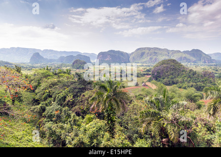 Mogotes en Vallée de Vinales à Cuba. La Vallée de Vinales a été sur la Liste du patrimoine mondial de l'UNESCO depuis novembre 1999 à titre de bien culturel Banque D'Images