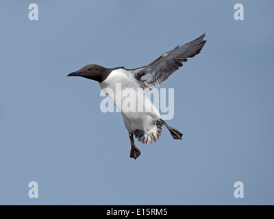 Guillemot, Uria aalge, seul bridled oiseau en vol, de Northumberland, Mai 2014 Banque D'Images