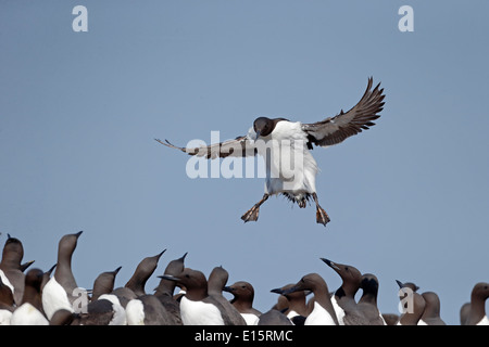 Guillemot, Uria aalge, seul bridled oiseau en vol, de Northumberland, Mai 2014 Banque D'Images