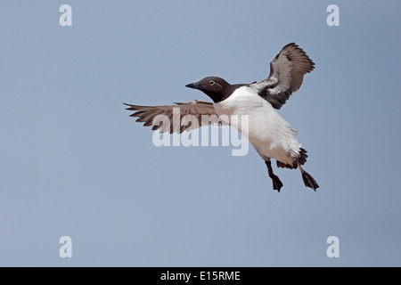 Guillemot, Uria aalge, seul bridled oiseau en vol, de Northumberland, Mai 2014 Banque D'Images