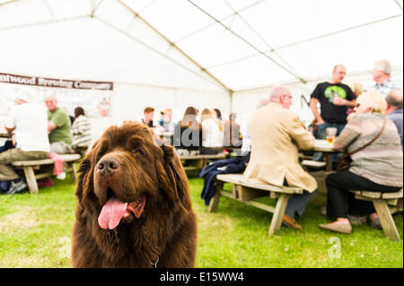 Stock, Essex. 23 mai, 2014. Un chien Huggy, Terre-Neuve est un habitué de la FÊTE DE LA BIÈRE du cerceau, les plus célèbres d'Essex pub beer festival. Au cours des vingt dernières années, le cerceau, la fête de la bière en stock Village est devenu un événement annuel, dessin de graves beer folk on dîne d'aussi loin que la Norvège et l'Australie. Photographe : Gordon 1928/Alamy Live News Banque D'Images