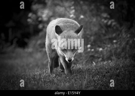 British Red Fox en noir et blanc Banque D'Images