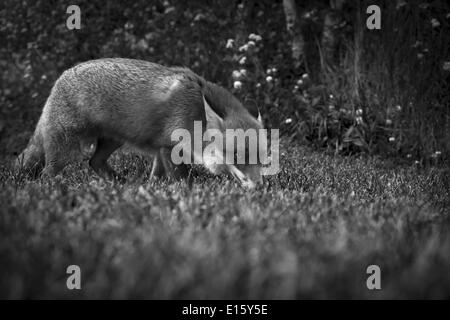 British Red Fox en noir et blanc Banque D'Images