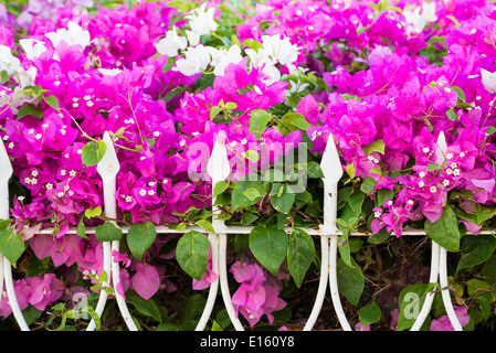 Jardin de fleurs derrière la clôture de fer blanc. L'accent sur le premier plan. Banque D'Images