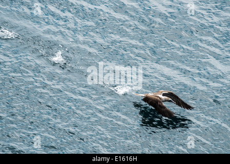 Blue-footed booby battant jusqu'à partir de l'eau, San Cristobal, Galapagos, Equateur Banque D'Images