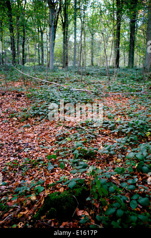 AJAXNETPHOTO. L'année 2005. Bois de DELVILLE, Somme, Picardie, France. - COMMONWEALTH WAR GRAVES - à l'INTÉRIEUR DU BOIS ; les souches de grands arbres morts jonchent le terrain SPOOKY, criblée de trous encore avec Shell. PHOTO:JONATHAN EASTLAND/AJAX REF:RD52110/843 Banque D'Images