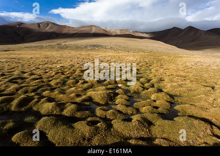 Dans la région de Tisaling Paysage situé sur le sentier entre Rumtse et Tso Kar, le Ladakh, le Jammu-et-Cachemire, l'Inde Banque D'Images