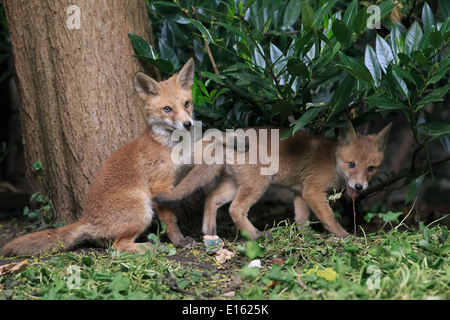 Little Fox cubs playing Banque D'Images