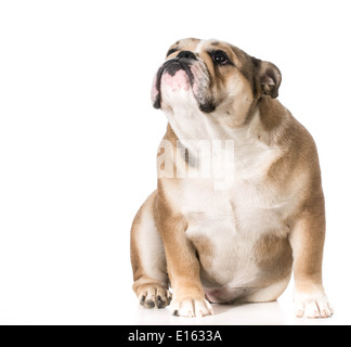 Chien bouledogue anglais - jusqu'à 8 mois Banque D'Images