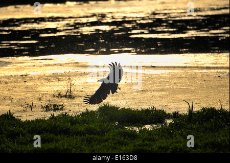 Corneille noire (Corvus corone) en vol Banque D'Images