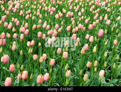 Rose pêche tulipes dans les jardins de Keukenhof, Pays-Bas Banque D'Images