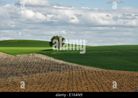 Ribera del Duero espagne Europe vigne vin rural pays campagne ciel printemps paysage burgos Castille et Leon vineyar Banque D'Images