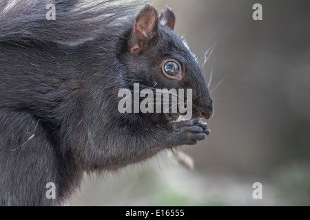 L'Écureuil noir (Sciurus carolinensis), queue touffue, Close up en se tenant sur le convoyeur en bois et de manger. Banque D'Images