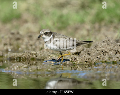 Pluvier semipalmé - Charadrius semipalmatus - juvénile/1 Banque D'Images