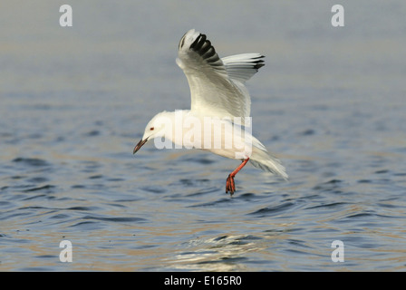 Slender-billed Gull - Larus genei Banque D'Images