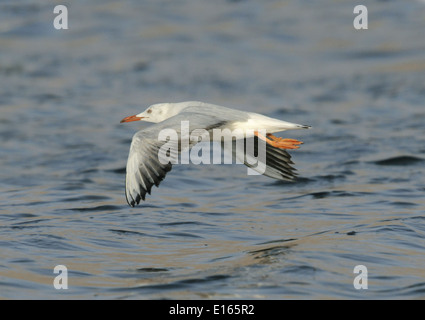 Slender-billed Gull - Larus genei - 1 Banque D'Images