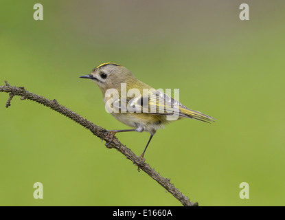 Regulus regulus Goldcrest Banque D'Images