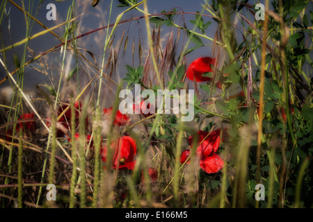 Coquelicots rouges et des mauvaises herbes vertes sur le canal de la mer Adriatique Banque D'Images