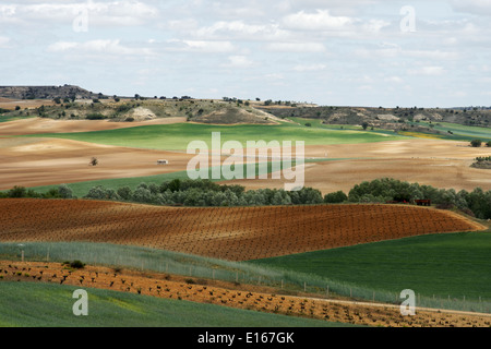 Ribera del Duero espagne Europe vigne vin rural pays campagne ciel printemps paysage burgos Castille et Leon vineyar Banque D'Images