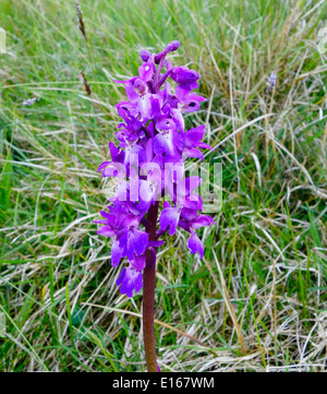 Early Purple Orchid (Orchis mascula ) au printemps, UK Banque D'Images