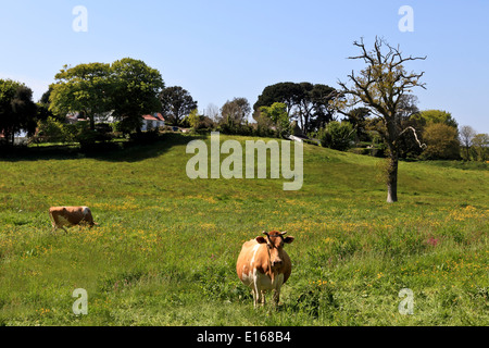 9146. Les vaches de Guernesey, Guernesey, îles Anglo-Normandes, Royaume-Uni, Europe Banque D'Images