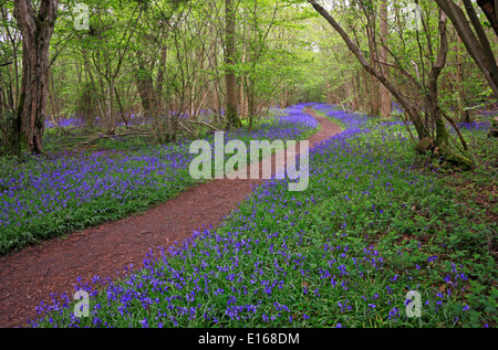 Un sentier bordé de bluebell à travers forêts anciennes à Foxley, Norfolk, Angleterre, Royaume-Uni. Banque D'Images