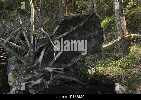 Stump dans les bois Banque D'Images