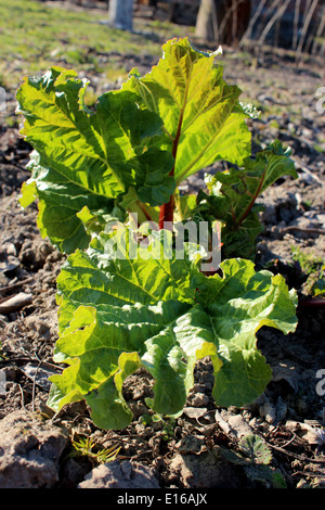 Jeunes pousses d'une rhubarbe sur le sol au printemps Banque D'Images