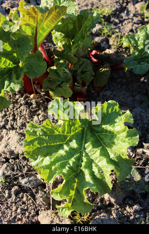 Jeunes pousses d'une rhubarbe sur le sol au printemps Banque D'Images