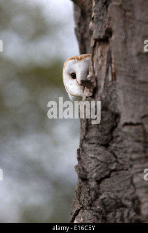 Effraie des clochers, Tyto alba dans un arbre Banque D'Images