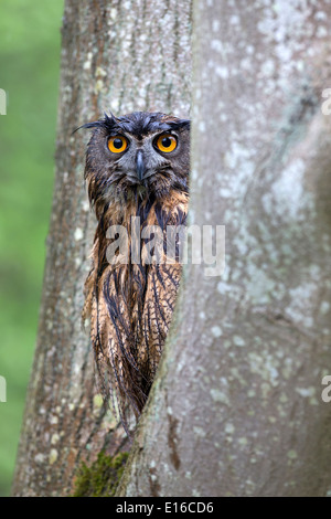 Grand d'Amérique, Bubo bubo, assis dans un arbre Banque D'Images