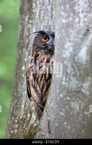 Grand d'Amérique, Bubo bubo, assis dans un arbre Banque D'Images