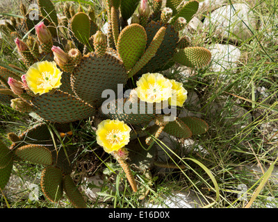 Cactus en fleur Banque D'Images