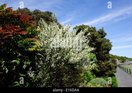 Cytisus x praecox 'Albus', Genêts en fleur blanche Banque D'Images