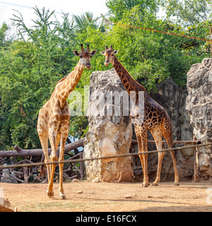 girafe au zoo Banque D'Images