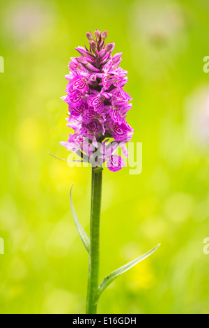 La commune d'orchidée, Meadow Gloucestershire UK Banque D'Images